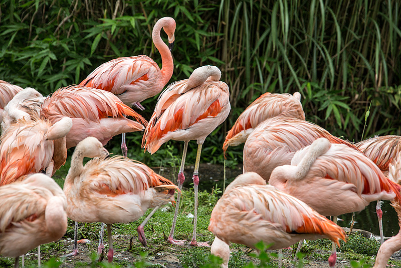 20160812 2147VRAw [D~ST] Rosaflamingo (Phoenicopterus ruber, Zoo Rheine