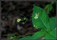 Impatiens parviflora- Balsamine à petites fleurs