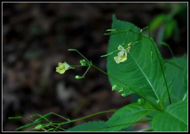 Impatiens parviflora- Balsamine à petites fleurs