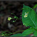 Impatiens parviflora- Balsamine à petites fleurs