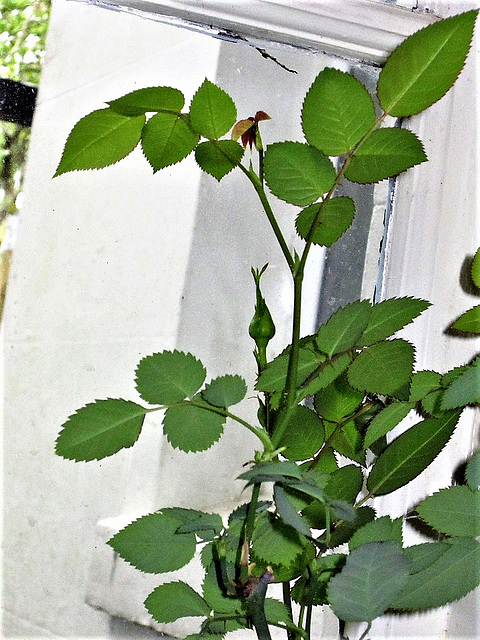 My white miniature rose has started to get a bud