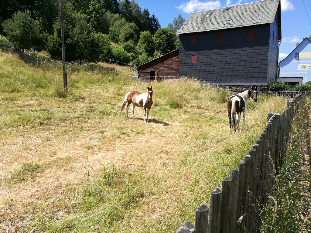 Ein braunes und ein dunkelbraunes Paint Horse