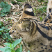 20210729 2169CPw [D~OS] Serval (Leptailurus serval), Zoo Osnabrück