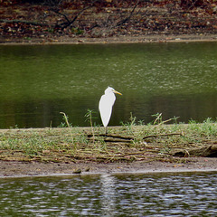 Great egret