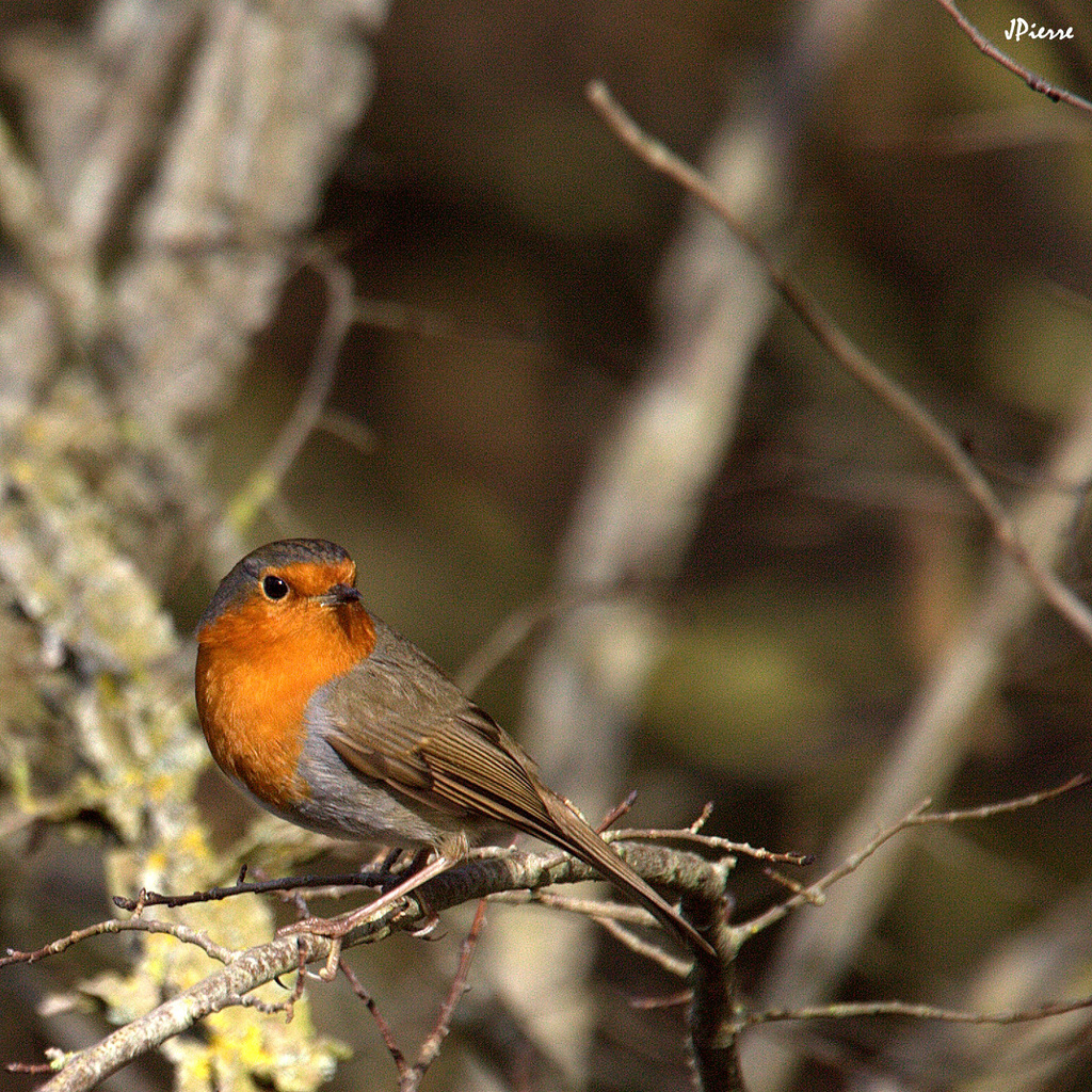 Rouge gorge