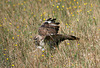Chasseur sachant chasser
