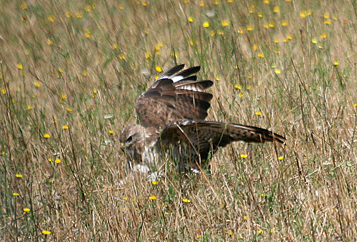 Chasseur sachant chasser