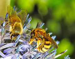 20230719 2649CPw [D~LIP] Kugeldistel, Gelbbindige Furchenbiene (Halictus scabiosae), Honigbiene, Bad Salzuflen