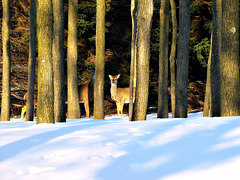 Winter in Michigan.