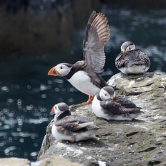 Puffins on Staple Island...Ready for take-off.