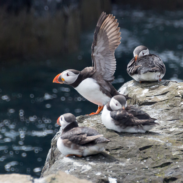Puffins on Staple Island...Ready for take-off.
