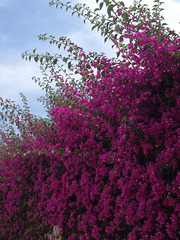 Gorgeous bouganvillea