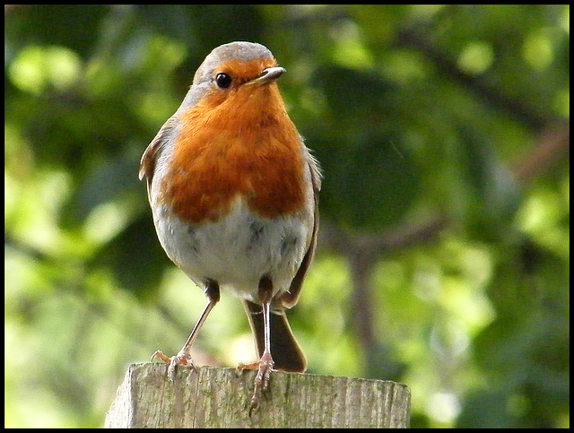 robin redbreast