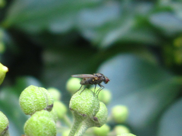 A lone fly thinking about what to do