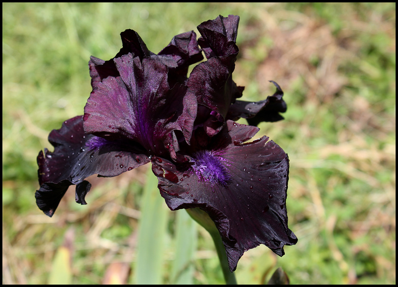 Midnight Oil (6)