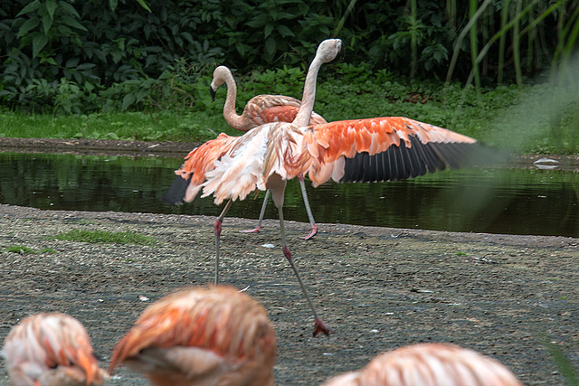 20160812 2149VRAw [D~ST] Rosaflamingo (Phoenicopterus ruber, Zoo Rheine