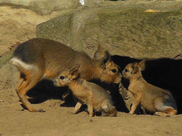 098 Mara- Familie im Dresdner Zoo