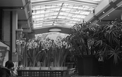 Young narcissi in the flower shop