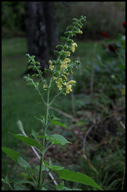 Salvia glutinosa  - sauge glutineuse