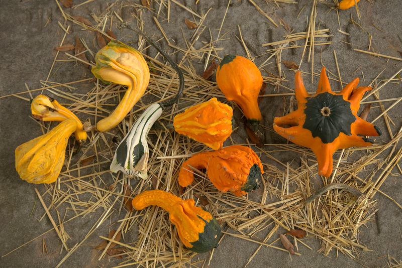 Gourds