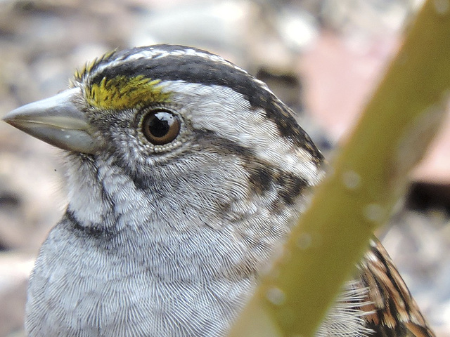 White-throated Sparrow