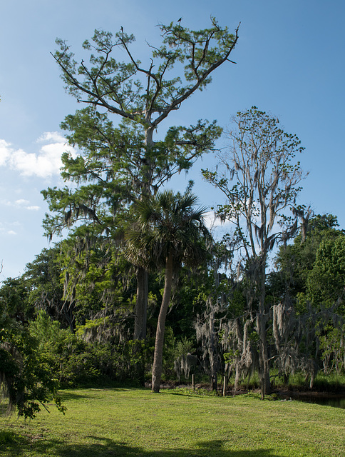 Jacksonville Reflections - River Oaks Park (#0118)