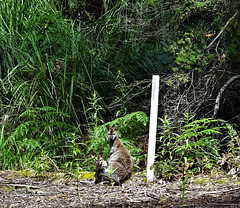 Wallaby and joey