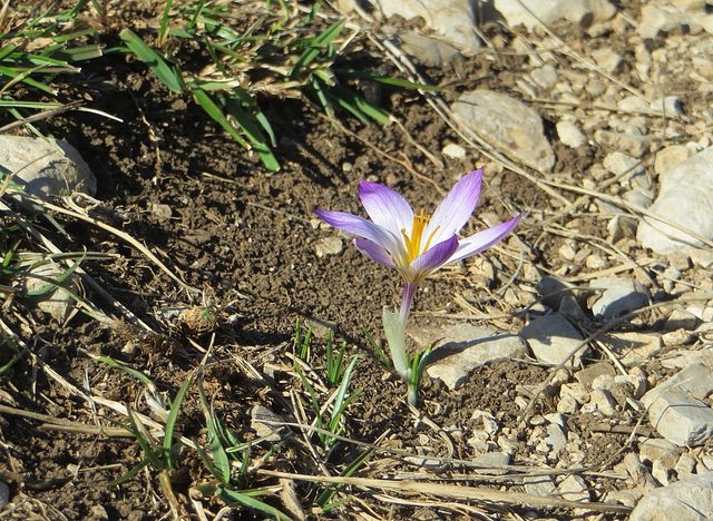 Premier crocus