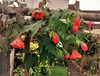 Abutilon. Late November, Cornish garden.