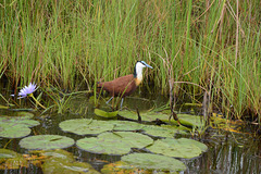 Uganda, African Jakana in the Wetlands of Mabamba