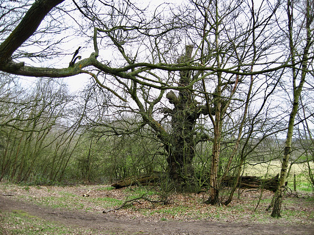 Priory Woods, near remains of Sandwell Priory.