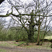 Priory Woods, near remains of Sandwell Priory.