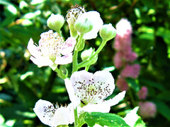 Some white flowers of the blackberries.