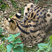20210729 2170CPw [D~OS] Serval (Leptailurus serval), Zoo Osnabrück