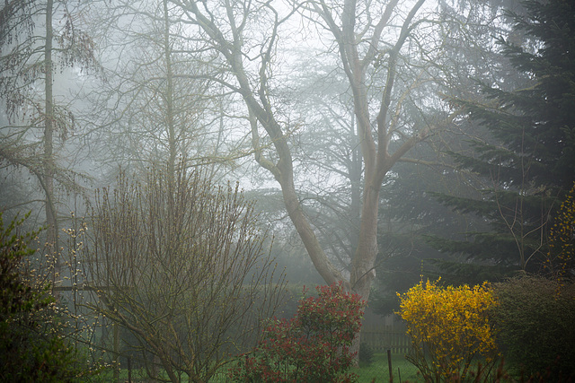 Foggy Fence Friday - FFF!