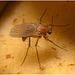 IMG 8657 Fungus Fly IMG 8657 Fungus Fly