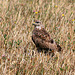 Buse variable en chasse dans les champs