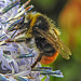 20230719 2651CPw [D~LIP] Kugeldistel, Steinhummel (Bombus lapidarius), Bad Salzuflen
