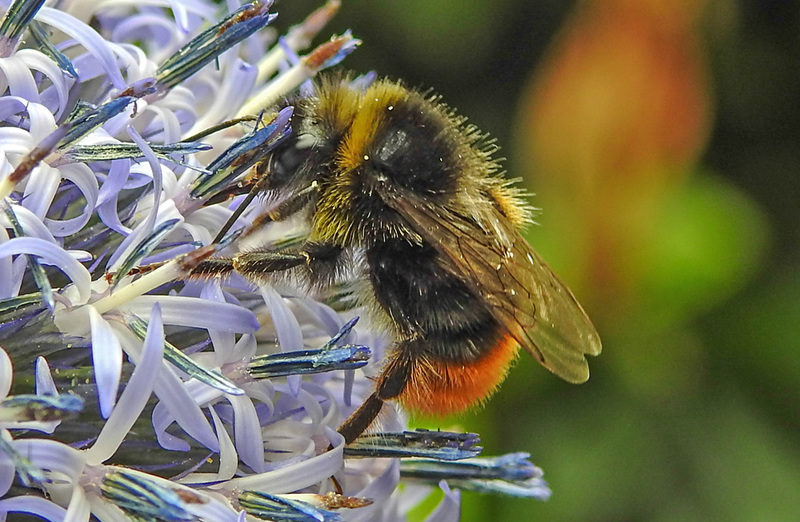 20230719 2651CPw [D~LIP] Kugeldistel, Steinhummel (Bombus lapidarius), Bad Salzuflen