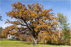 La grande quercia.