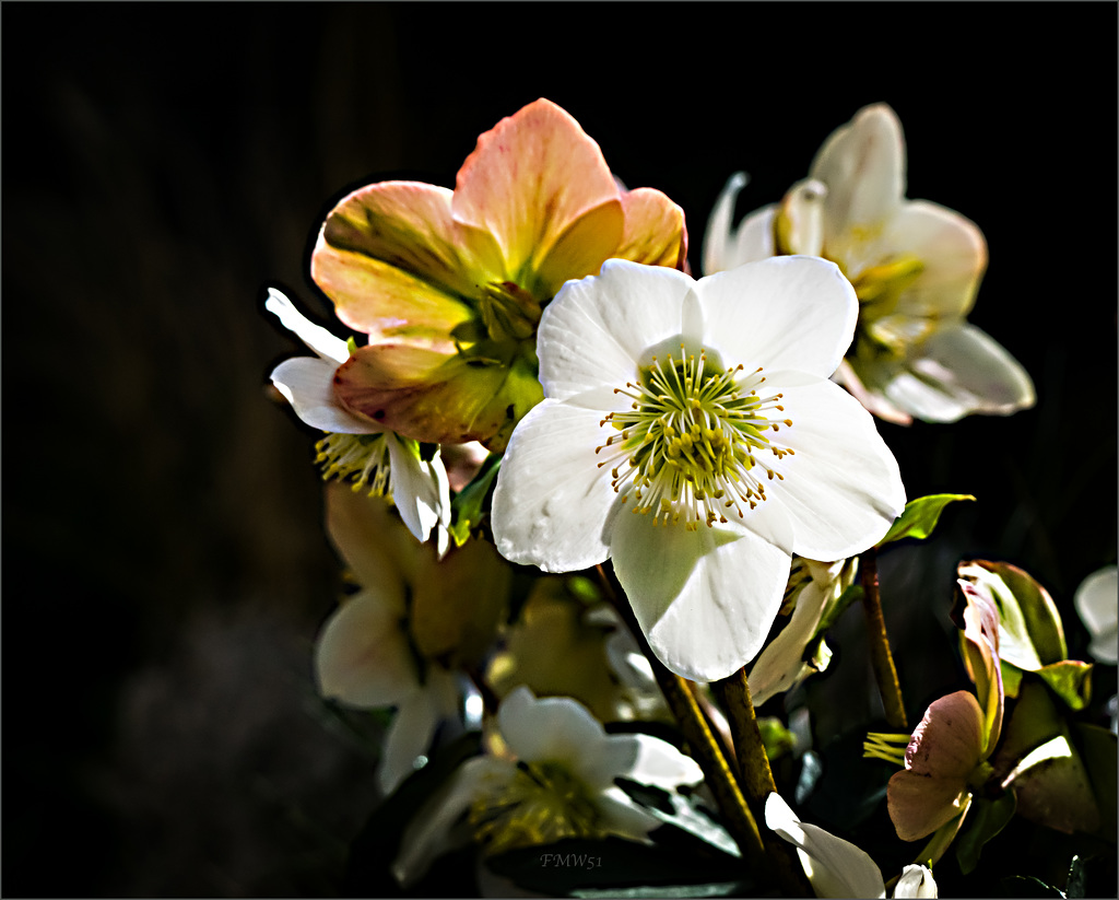 Christrose im Pflanzkorb