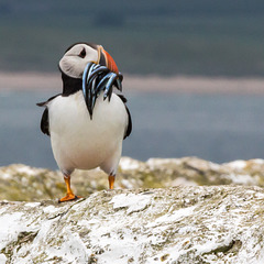 Puffin on Staple Island