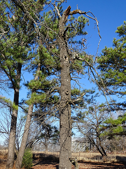 Being watched ! From the dead Black Jack Oak !