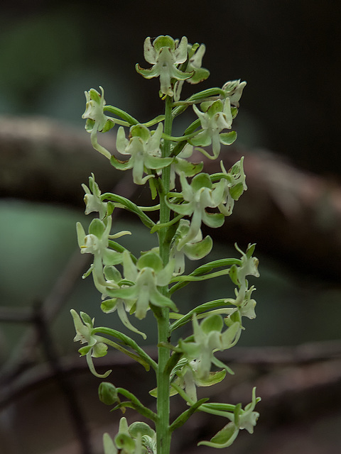 Platanthera orbiculata (Round Leaved orchid or Pad Leaf orchid)