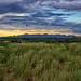 Invasive Buffelgrass