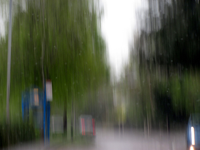 A Tree-Lined Street