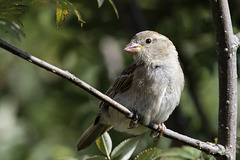 Sparrow