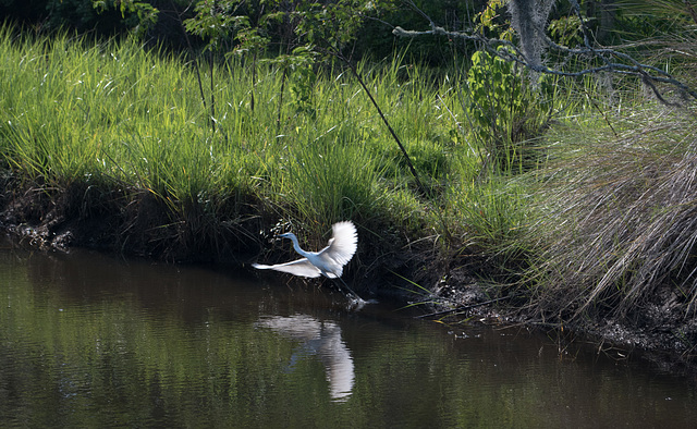 Jacksonville - River Oaks Park heron (#0115)