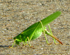 Tettigonia viridissima   (vrouwtje)