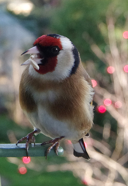 Goldfinch